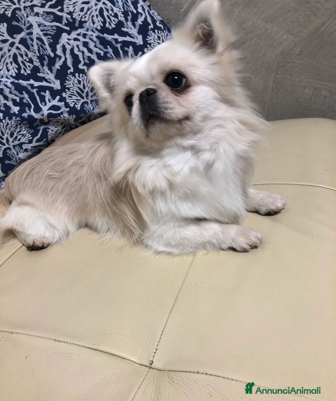 Chihuahua cani in vendita: Maschietto pelo lungo  - Annuncio 1