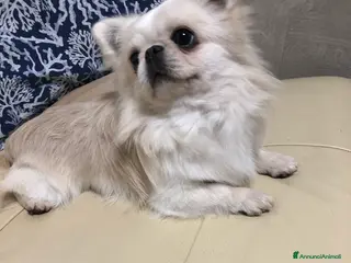 Chihuahua cani Maschietto pelo lungo - Annuncio 18