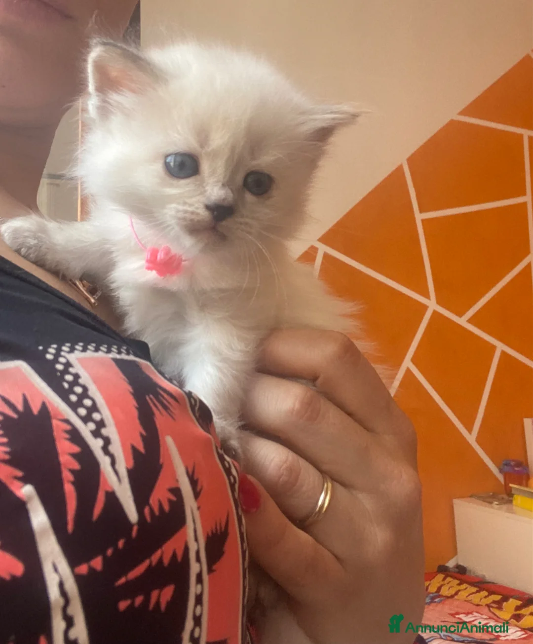 Siberiano gatti in vendita: Disponili cuccioli siberiani! Occhi azzurri! - Annuncio 1