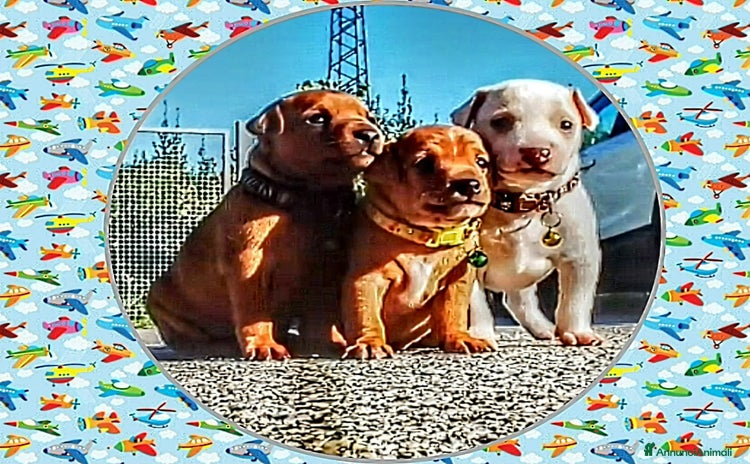 Meticcio cani Cuccioli chihuahua pinscher  - Annuncio 6