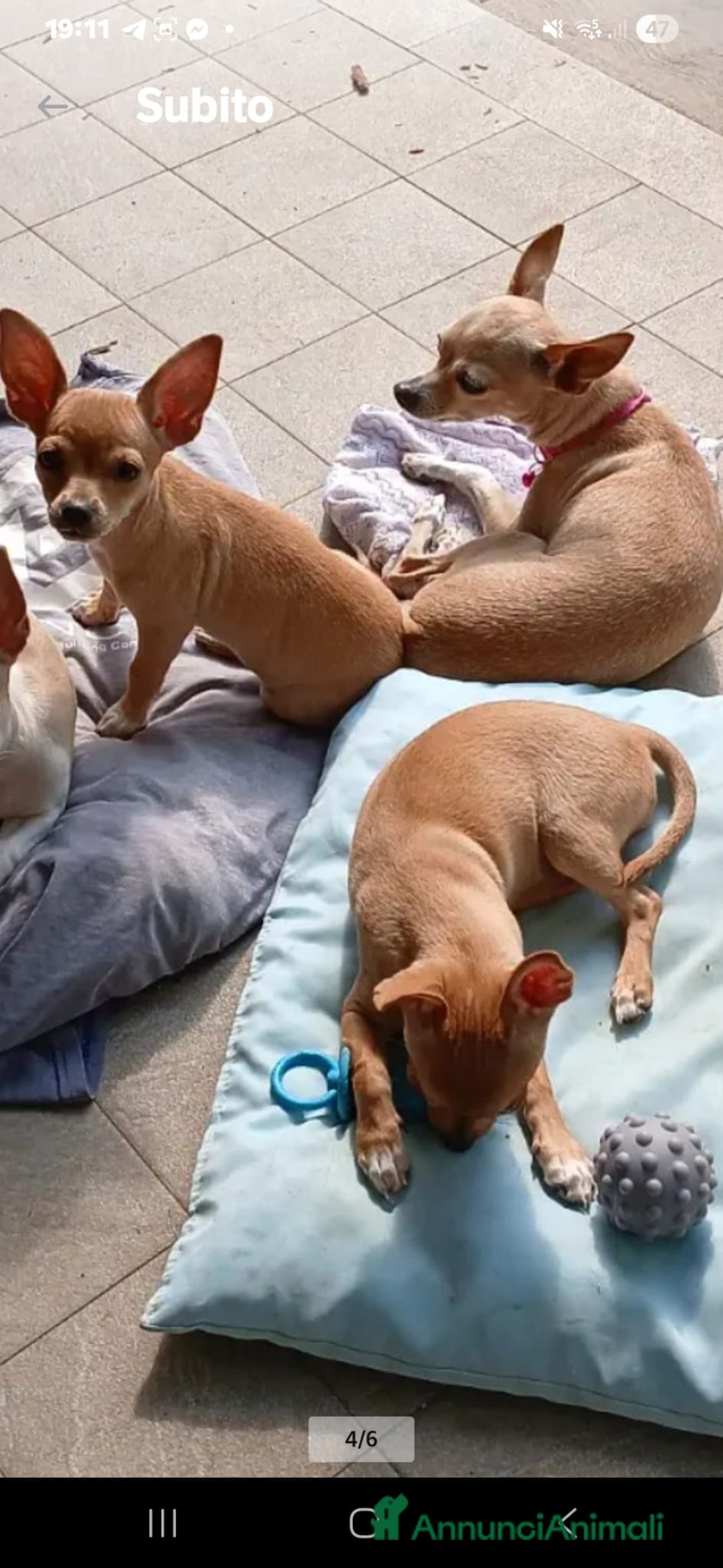 Chihuahua cani in vendita: Cuccioli di Chihuahua - Annuncio 11