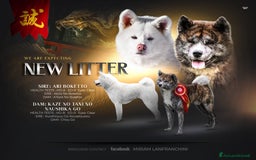 Akita Inu cani in vendita: Akita inu  a Provincia di Belluno - Immagine 2