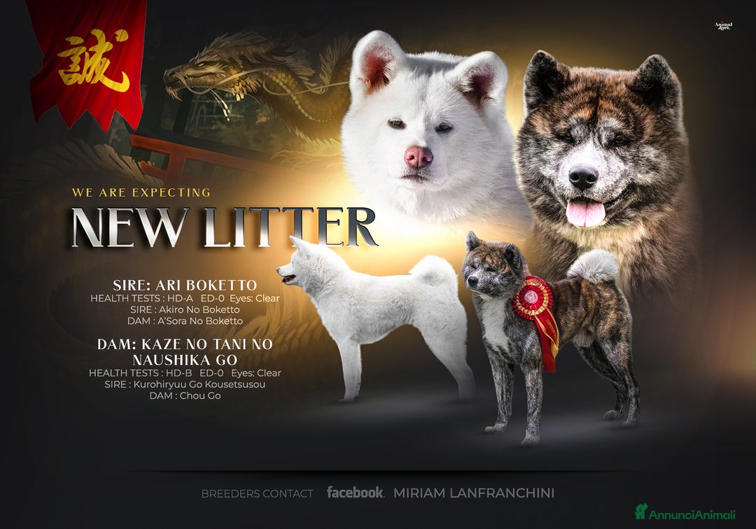 Akita Inu cani in vendita: Akita inu  a Provincia di Belluno - Immagine 2