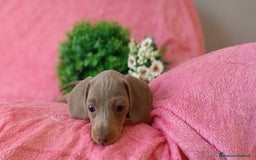 Bassotto cani in vendita: Bassotto colore isabella taglia piccola  - Immagine 3