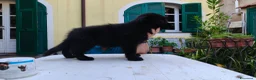 Pastore Tedesco cani in vendita: Pastore Tedesco Pelo Lungo - Annuncio 3