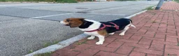 Beagle cani in regalo: Il piccolo Oscar cerca una nuova famiglia a Città Metropolitana di Torino - Annuncio 3