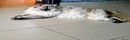 Persiano gatti in vendita:  Gattina Persiana  - Annuncio 5