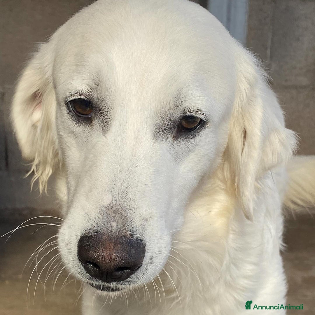 Meticcio cani in regalo: SUAMY cagnolina 10 mesi in adozione - Annuncio 4