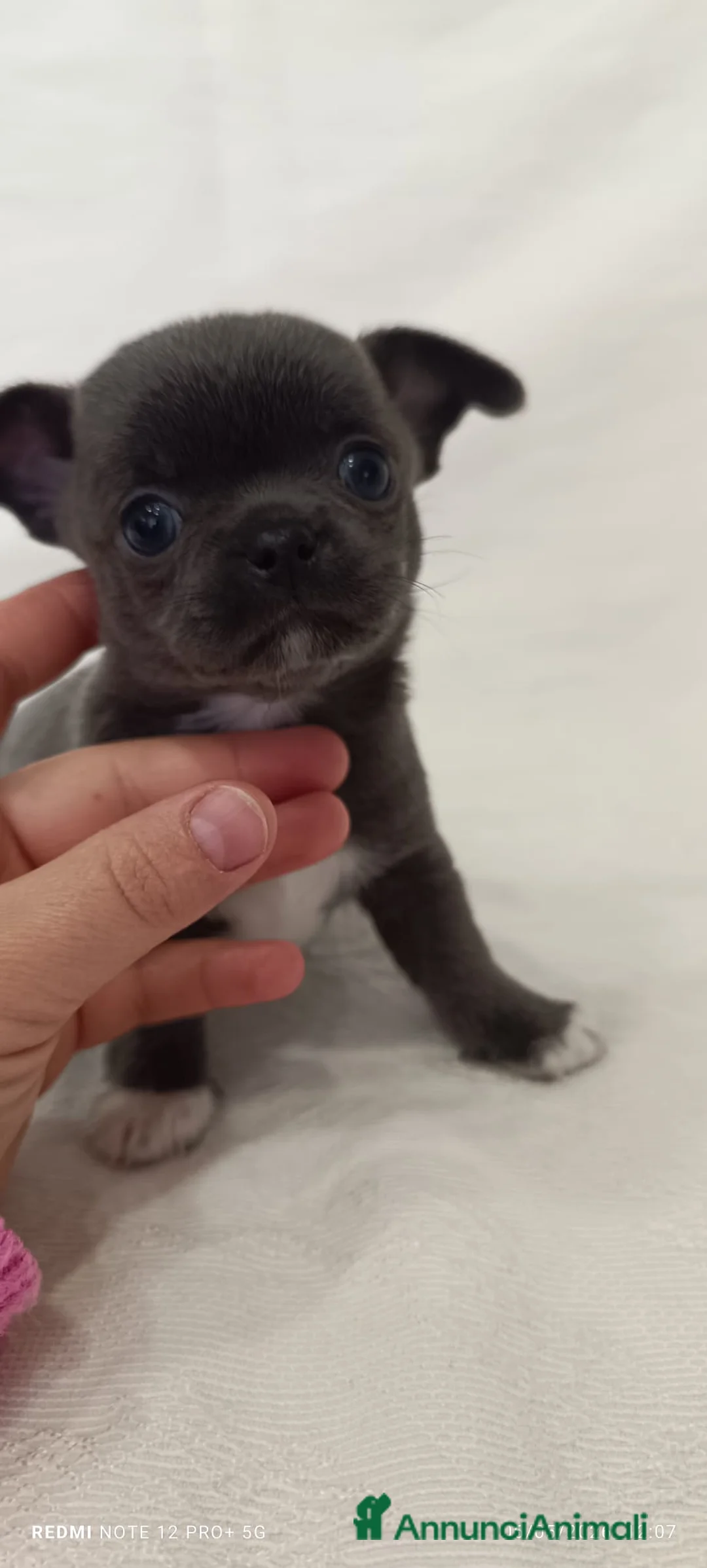 Chihuahua cani in vendita: Bellissimi maschi occhi blu - Annuncio 2