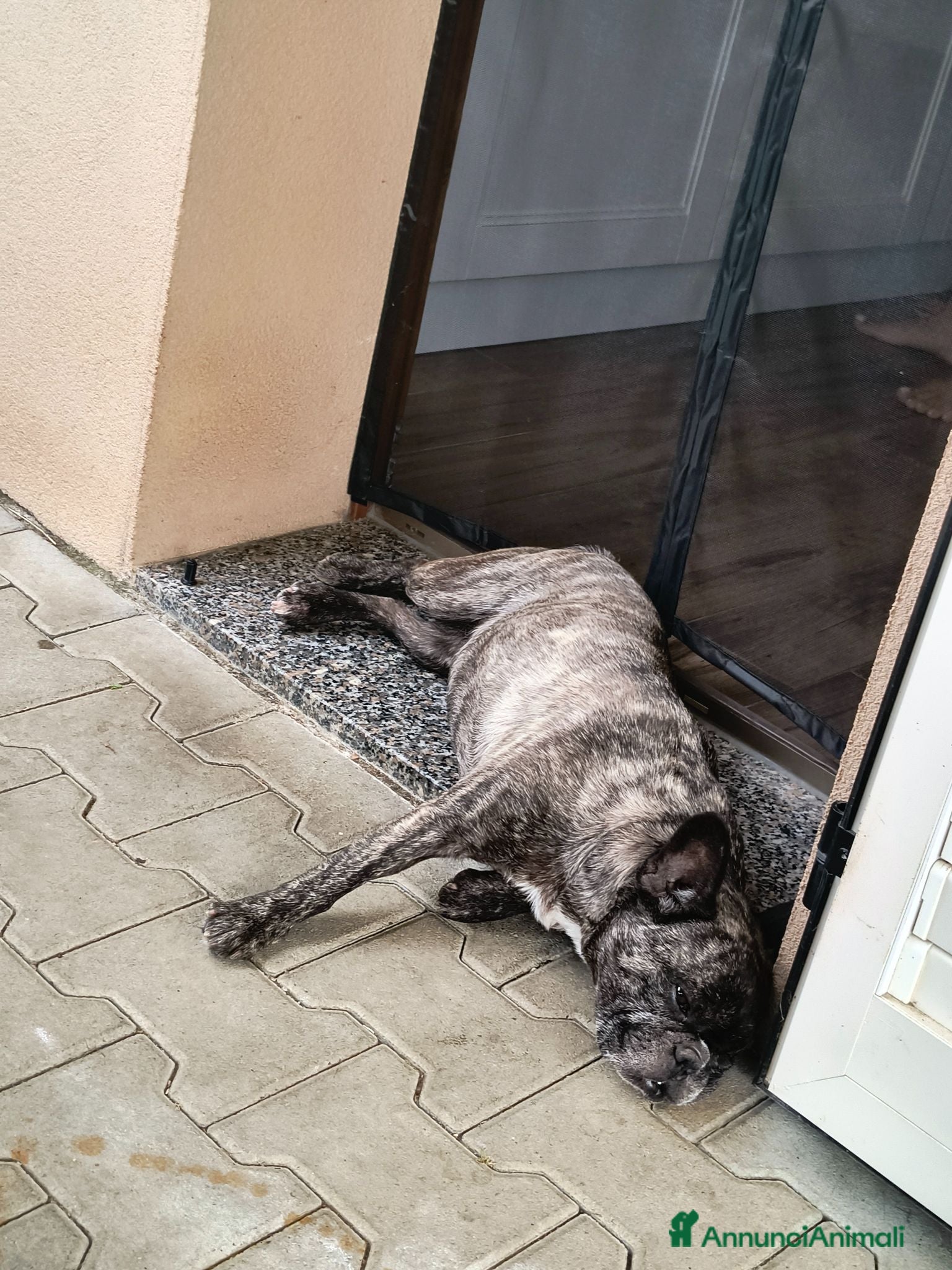 Bulldog Francese cani Bulldog francese sterilizzata  - Annuncio 2
