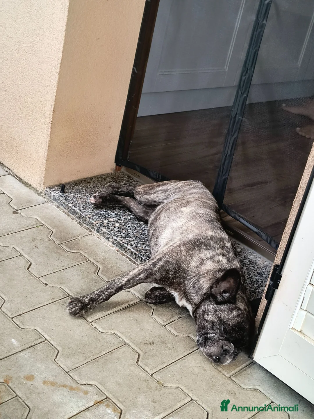 Bulldog Francese cani in vendita: Bulldog francese sterilizzata  - Annuncio 1