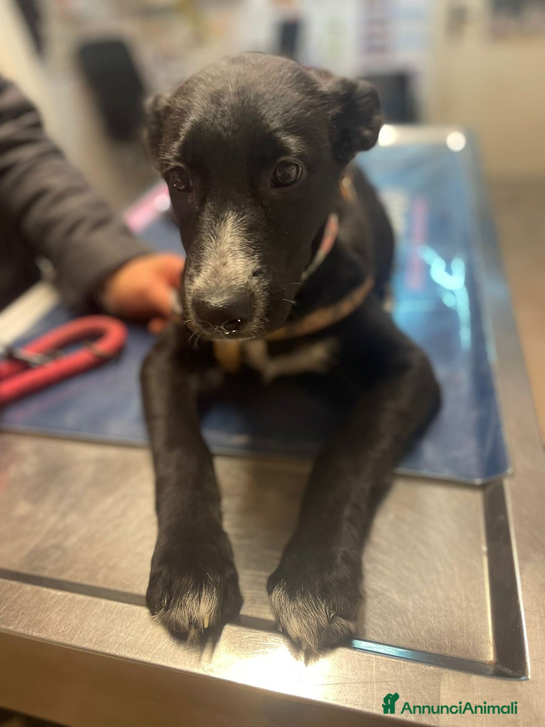 Meticcio cani in regalo: LA SPLENDIDA BELLA - Annuncio 3