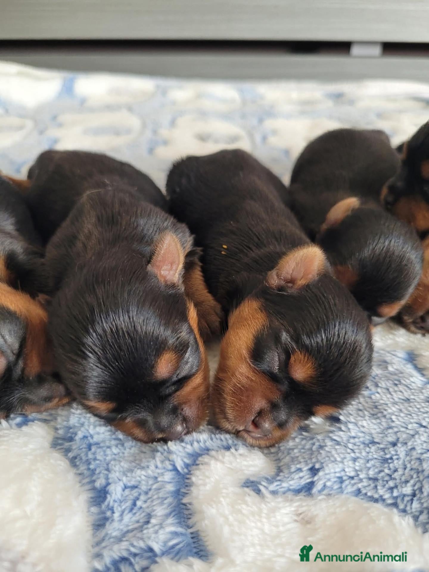 Yorkshire cani Cuccioli yorkshire terrier  - Annuncio 1