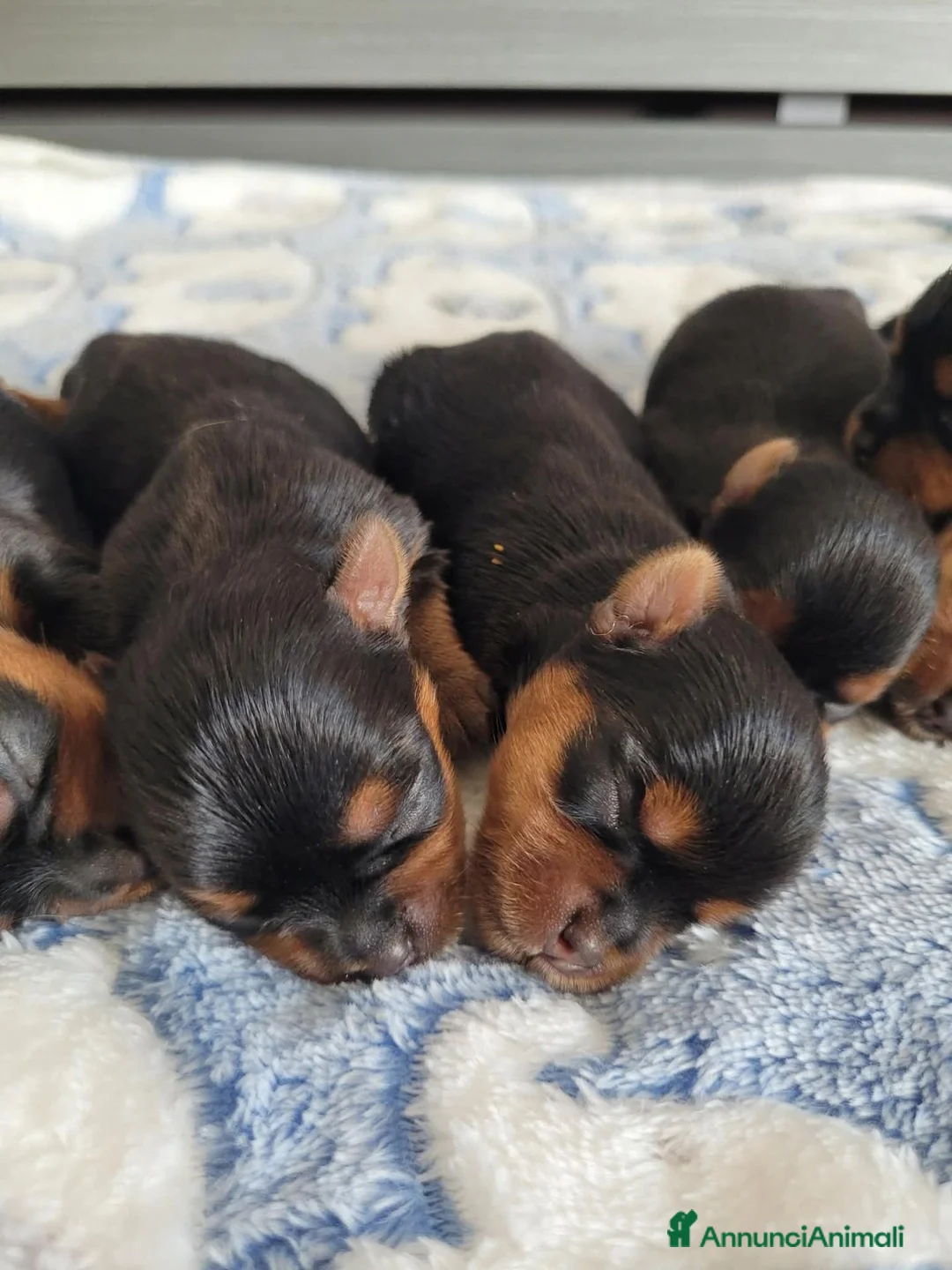 Yorkshire cani in vendita: Cuccioli yorkshire terrier  - Annuncio 1