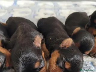 Yorkshire cani Cuccioli yorkshire terrier - Annuncio 27