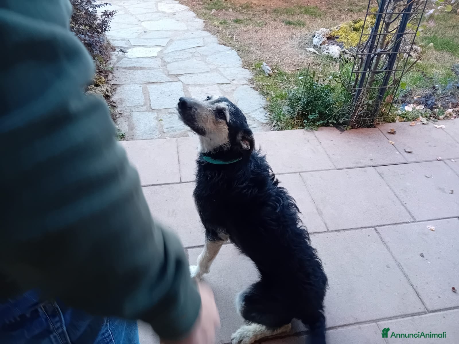 Meticcio cani Mi chiamo Blu - Annuncio 7