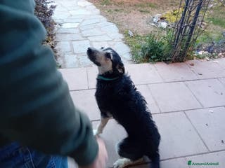 Meticcio cani Mi chiamo Blu - Annuncio 5