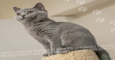 British gatti - Annuncio 3