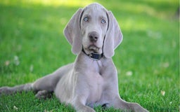 Weimaraner cani in vendita: Cuccioli di Weimaraner - Immagine 1