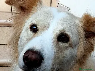 Meticcio cani Kelly, dolcissima cagnetta in adozione - Annuncio 29