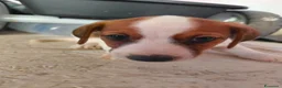 Jack Russell cani in vendita: Bellissimo cuccioli di Jack Russell terrier  a Provincia di Benevento - Annuncio 6