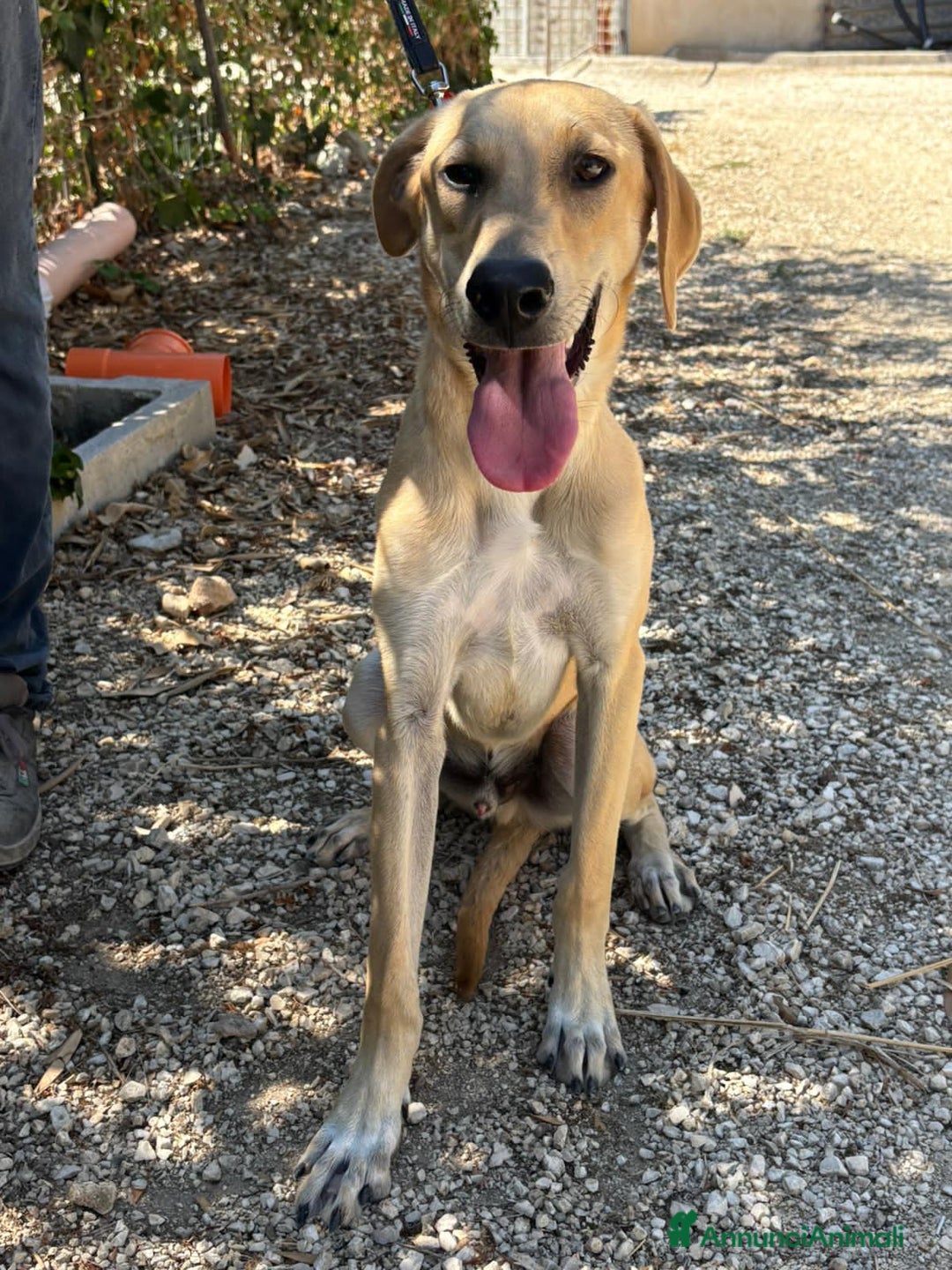 Altre razze cani in regalo: aramis blanco radames - Annuncio 3