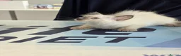 Altre razze gatti in vendita: GATTINI SIAMESI  a Città Metropolitana di Venezia - Annuncio 7