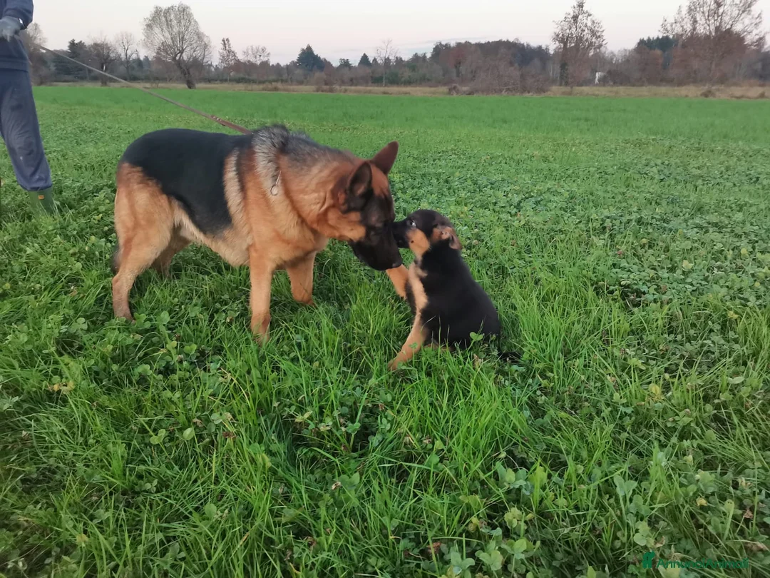 Pastore Tedesco cani in vendita: Cuccioli di pastore tedesco  a Città metropolitana di Milano - Annuncio 7