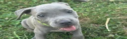 Pitbull cani in vendita: Cuccioli Pit Bull con pedigree anche a rate - Annuncio 17
