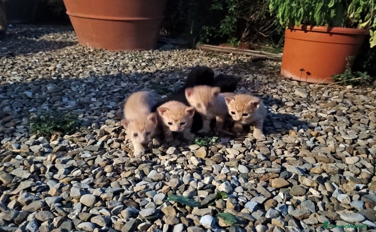 Europeo gatti a Provincia di Arezzo - Annuncio 13