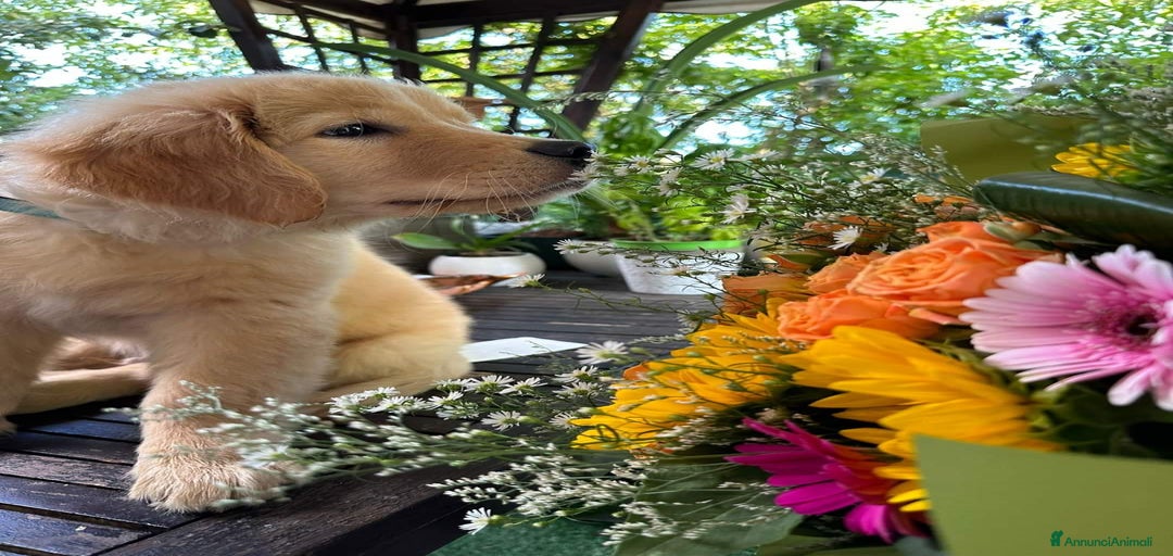 Immagine della galleria {{count}}