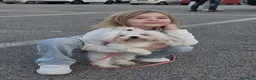 Maltese cani in vendita: Maltesi  - Annuncio 2