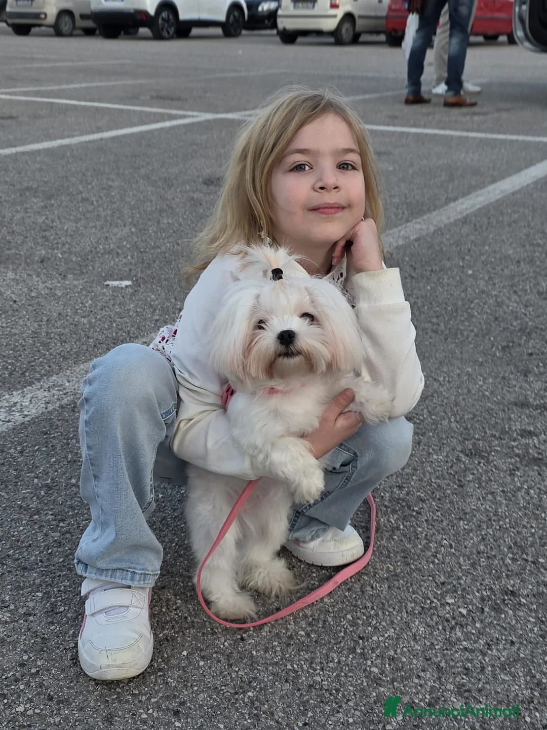 Maltese cani in vendita: Maltesi  - Annuncio 2