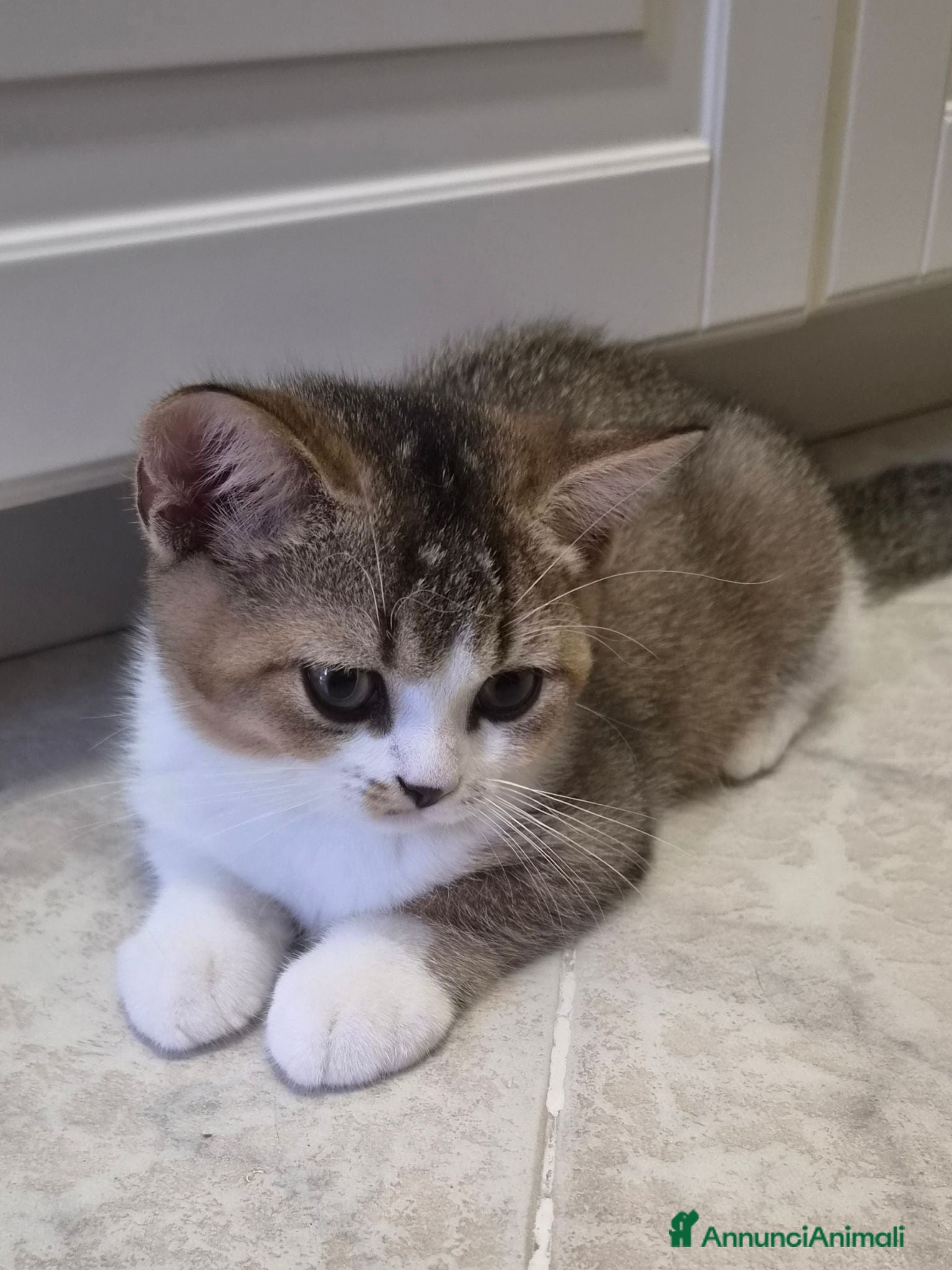 British gatti British shorthair  - Annuncio 3