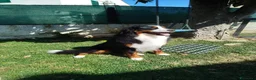Bovaro del Bernese cani per accoppiamento: DISPONIBILE PER MONTA – BOVARO DEL BERNESE – ARGO a Provincia di Ancona - Annuncio 3