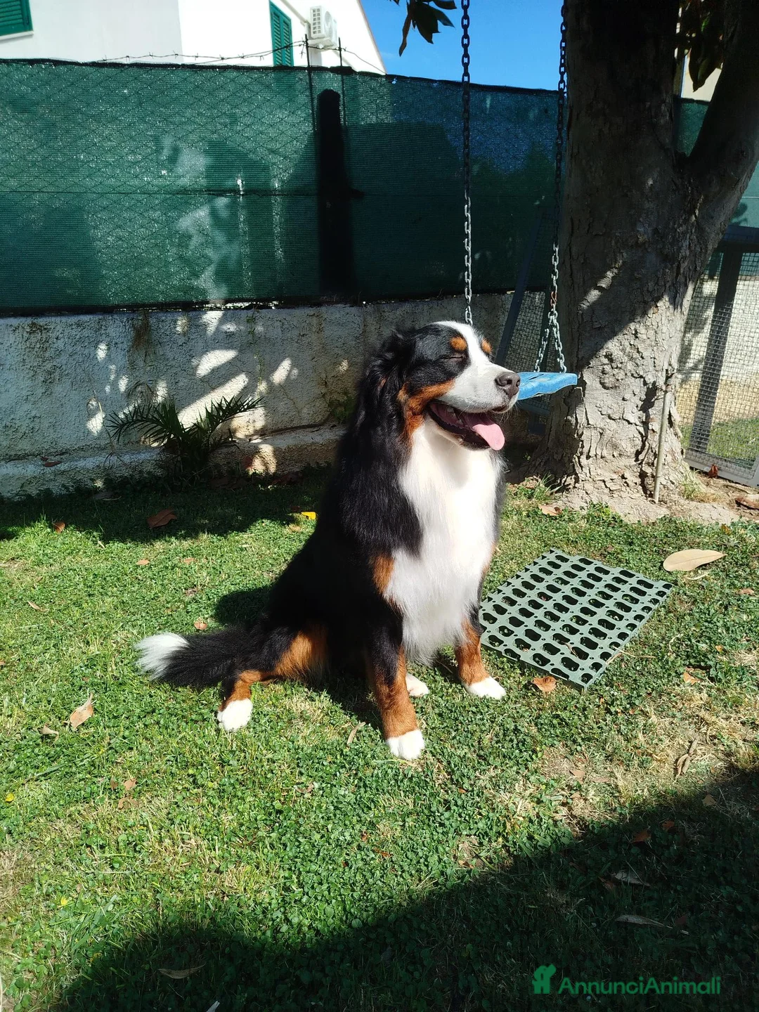 Bovaro del Bernese cani per accoppiamento: DISPONIBILE PER MONTA – BOVARO DEL BERNESE – ARGO a Provincia di Ancona - Annuncio 3