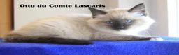 Ragdoll gatti in vendita: gattino razza ragdoll super coccolone a Provincia di Imperia - Annuncio 4