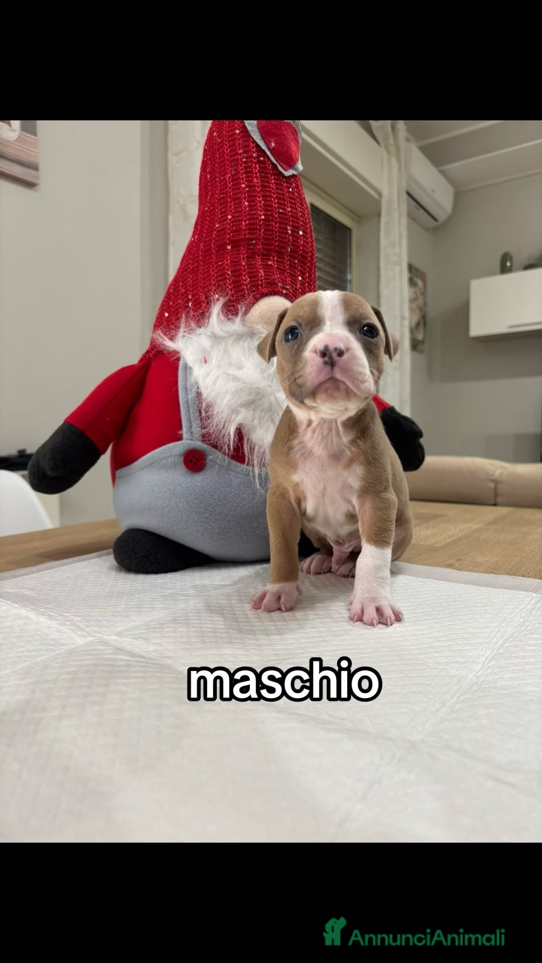 American Staffordshire cani in vendita: Cuccioli amstaff - Annuncio 7