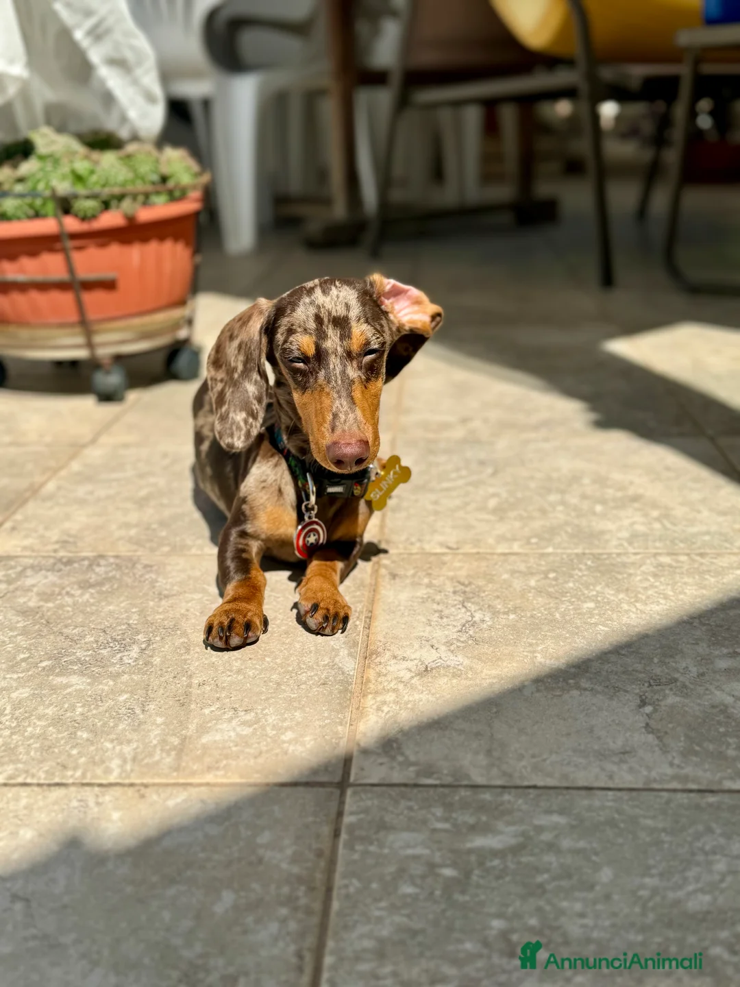 Bassotto cani per accoppiamento: Disponibile bassotto Arlecchino per monta - Annuncio 5