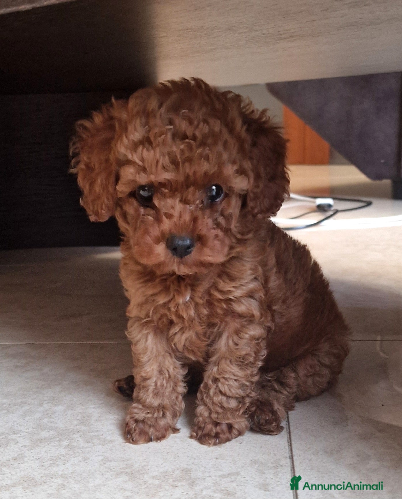 Barboncino Toy cani in vendita: Barboncino mini toy e Teacup Red brown  - Annuncio 21