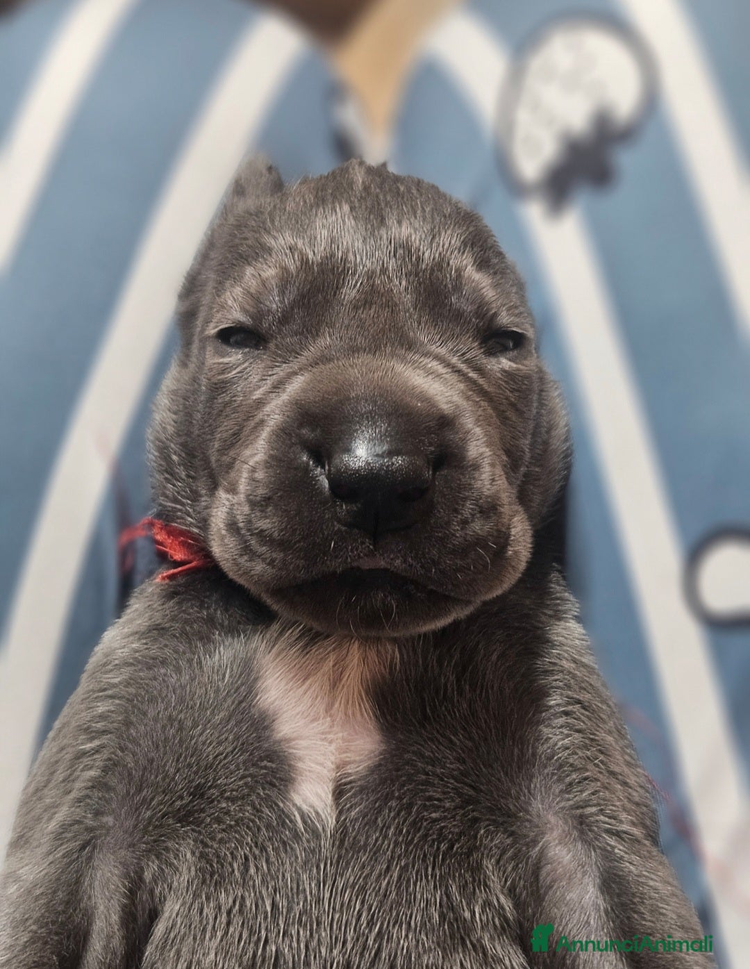 Alano cani Cuccioli di alano blu da Allevamento Riconosciuto  - Annuncio 1