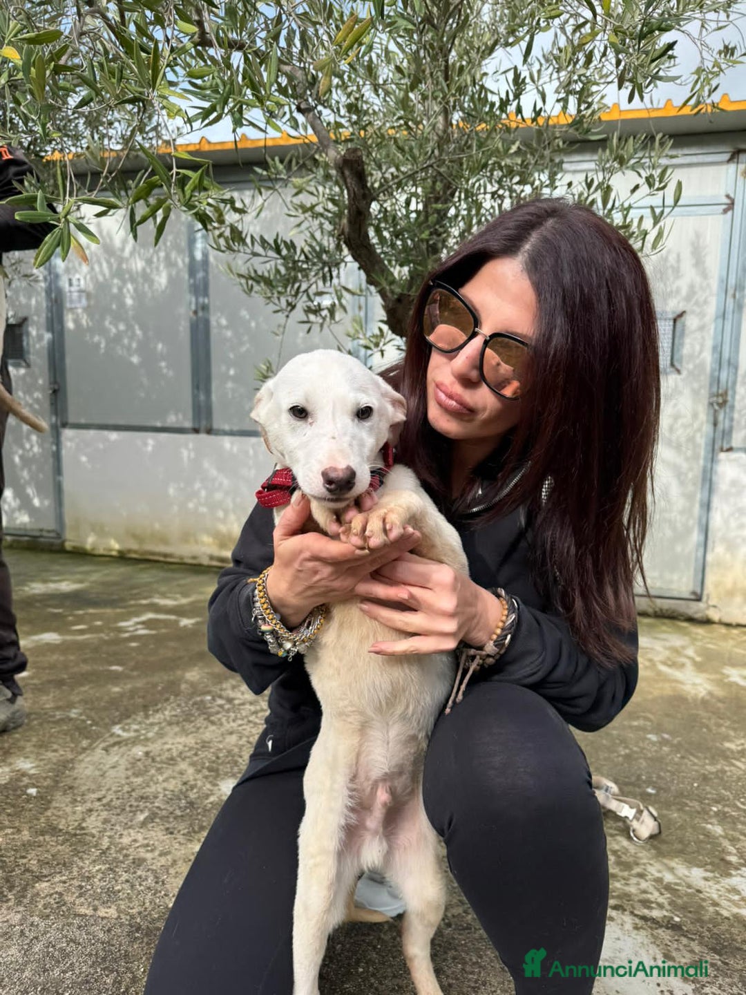 Altre razze cani in regalo: OLIVER BRUCE MARK - Annuncio 4