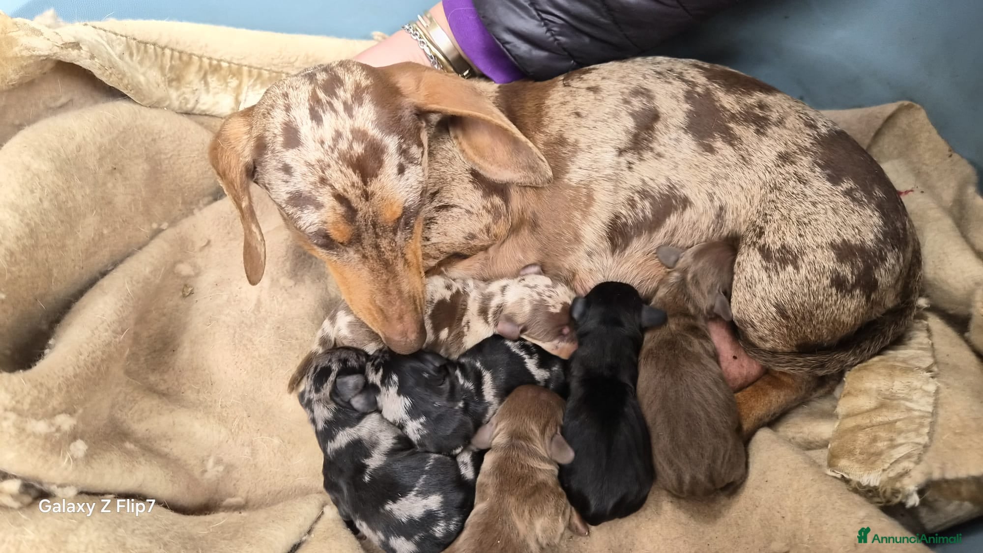 Bassotto cani Bassotti nani kaninchen  - Annuncio 1
