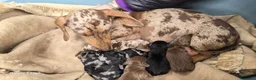 Bassotto cani in vendita: Bassotti nani kaninchen  a Città metropolitana di Milano - Annuncio 1