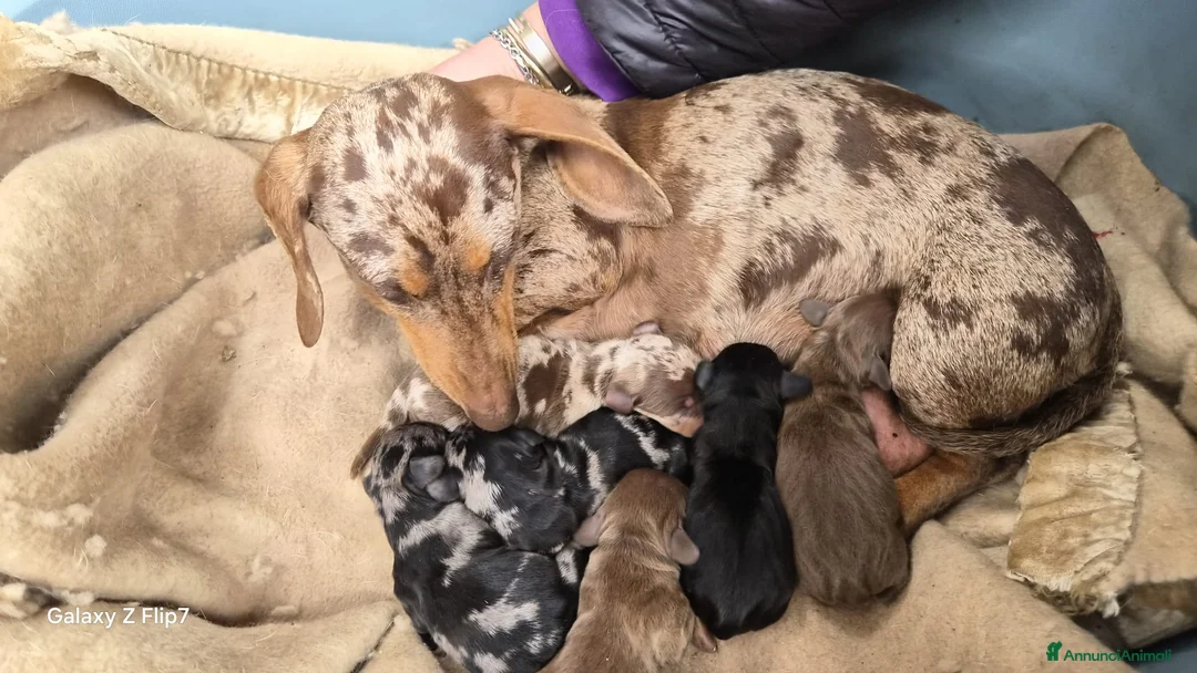 Bassotto cani in vendita: Bassotti nani kaninchen  a Città metropolitana di Milano - Annuncio 1