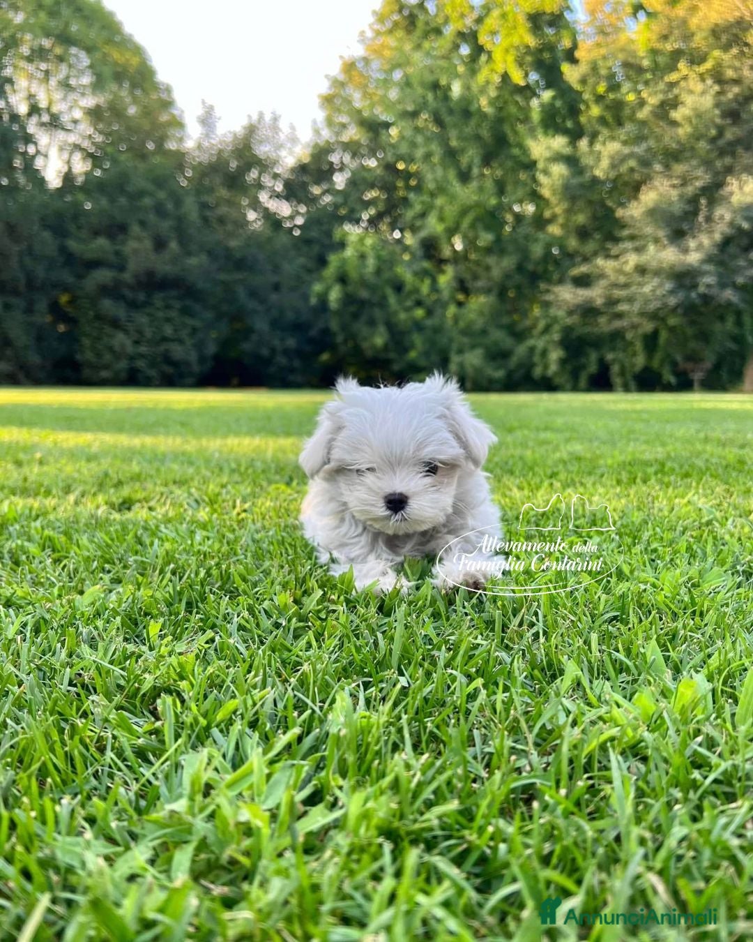 Maltese cani Piccoli maltesi con pedigree ENCI - Annuncio 9