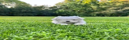 Maltese cani in vendita: Piccoli maltesi con pedigree ENCI a Provincia di Prato - Annuncio 1