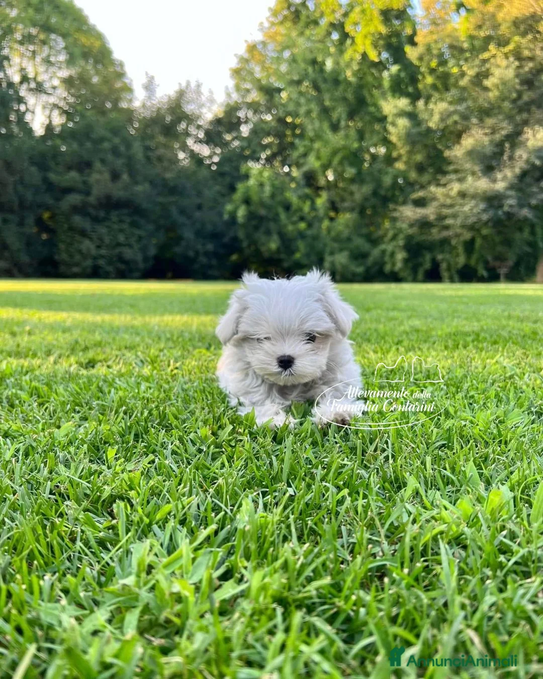 Maltese cani in vendita: Piccoli maltesi con pedigree ENCI a Provincia di Prato - Annuncio 1