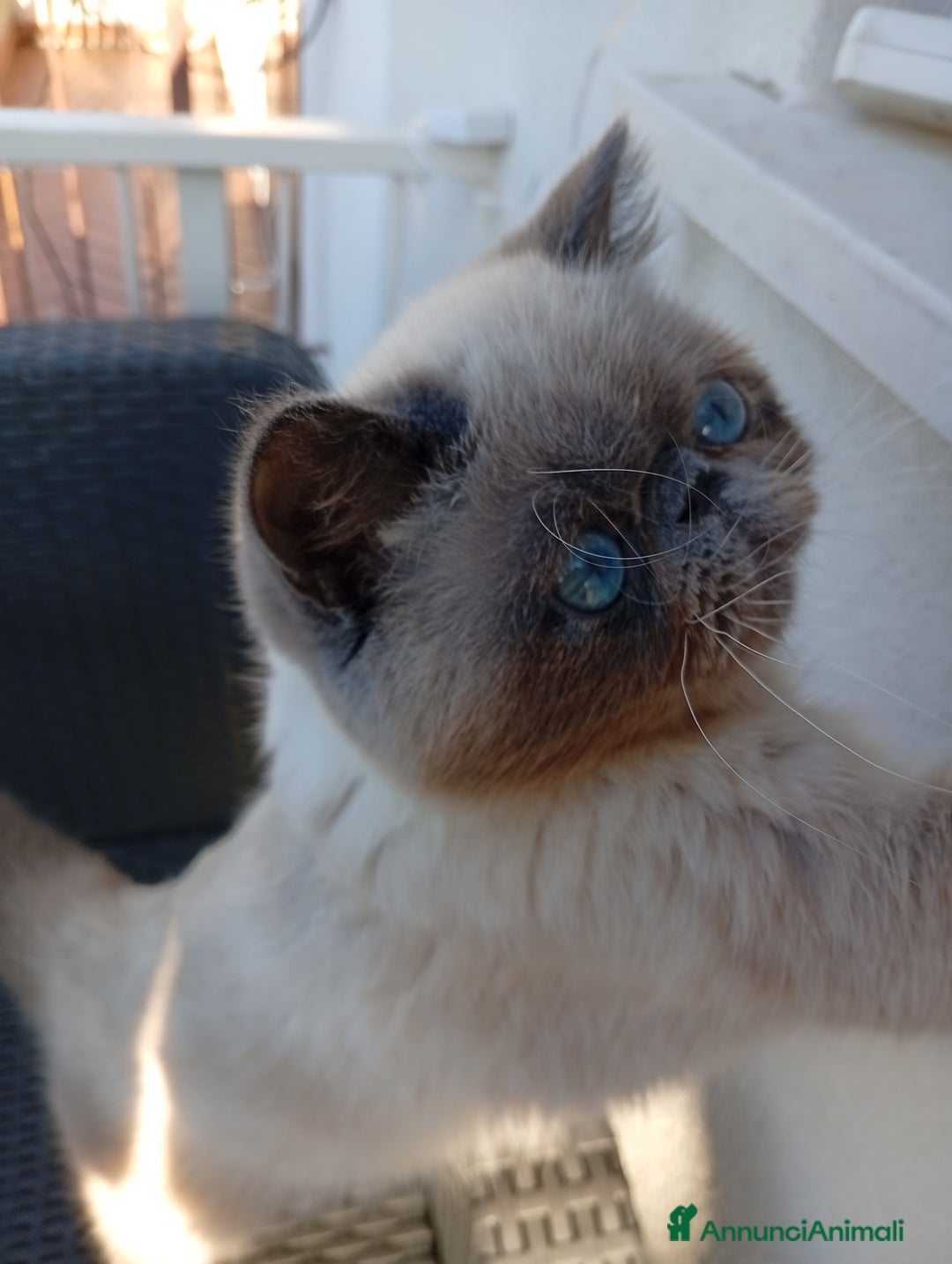 Exotic Shorthair gatti in vendita: Exotic Shorthair  - Annuncio 7