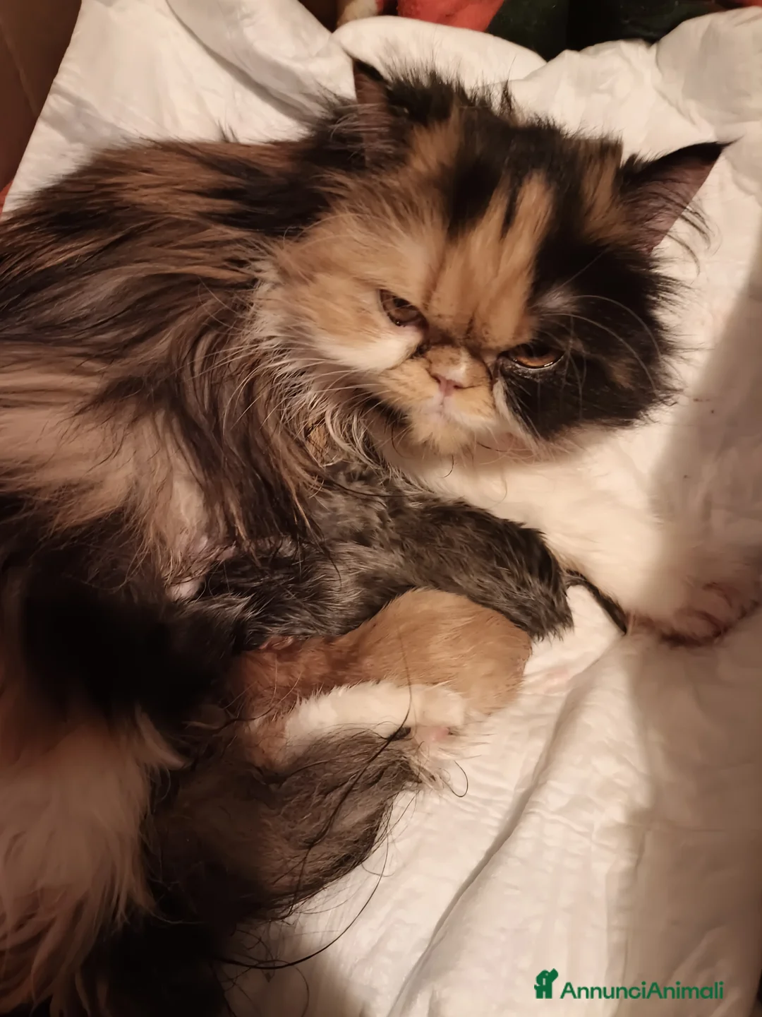 Persiano gatti in vendita: Bizet cucciolo di persiano - Annuncio 2